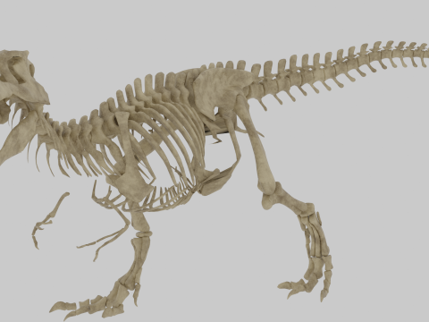 Kerangka Tyrannosaurus Rex Predator Puncak yang Dipasang Sepenuhnya Model 3D