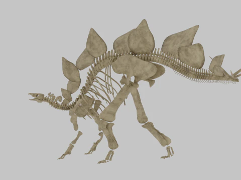Stegosaurus Rigged Skeleton Detailed Dinosaur Anatomy 3D Model