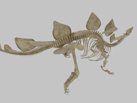 Stegosaurus Rigged Skeleton Detailed Dinosaur Anatomy 3D Model