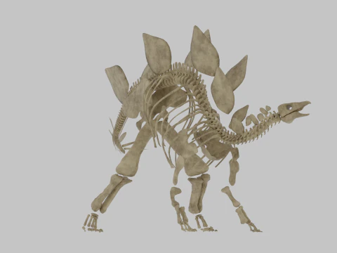 Stegosaurus Rigged Skeleton Detailed Dinosaur Anatomy 3D Model