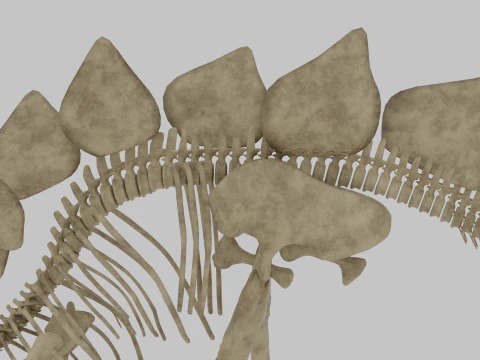 Stegosaurus Rigged Skeleton Detailed Dinosaur Anatomy 3D Model
