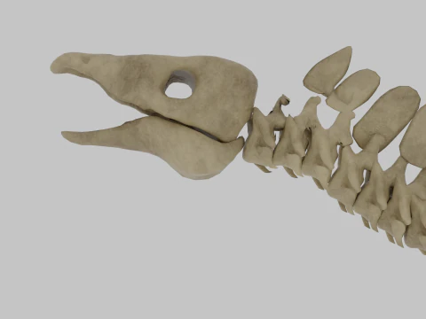 Stegosaurus Rigged Skeleton Detailed Dinosaur Anatomy 3D Model