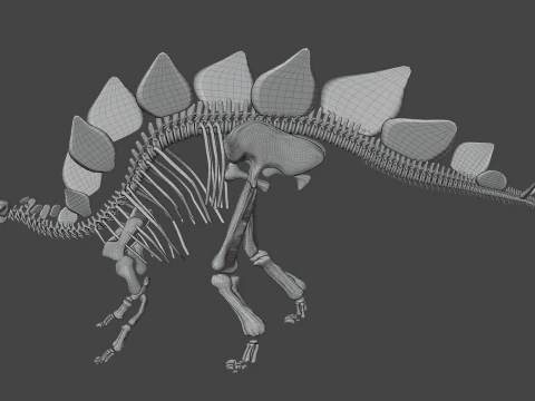 Stegosaurus Rigged Skeleton Detailed Dinosaur Anatomy 3D Model