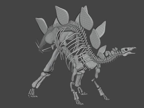 Stegosaurus Rigged Skeleton Detailed Dinosaur Anatomy 3D Model