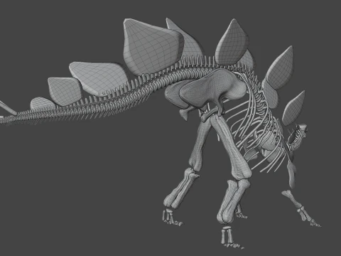 Stegosaurus Rigged Skeleton Detailed Dinosaur Anatomy 3D Model