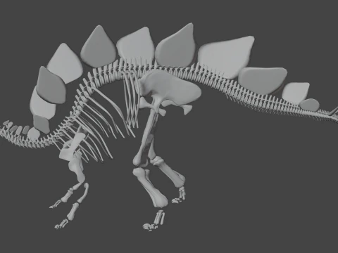 Stegosaurus Rigged Skeleton Detailed Dinosaur Anatomy 3D Model