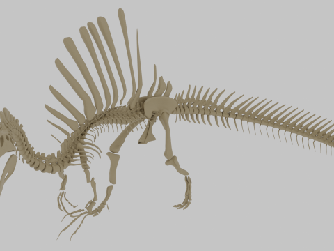 स्पिनोसॉरस कंकाल पूरी तरह से कठोर प्रागैतिहासिक शिकारी 3D मॉडल