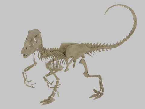 वेलोसिरैप्टर रिग्ड स्केलेटन लाइटवेट थेरोपोड एनाटॉमी 3D मॉडल