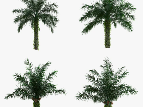 Confezione di palma da olio Elaeis guineensis Modello 3D