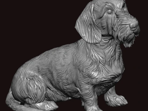 Wire Haired Dachshund Seating Pose 3D Model