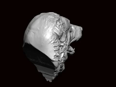 New foundland Dog Face Bust 3D Model