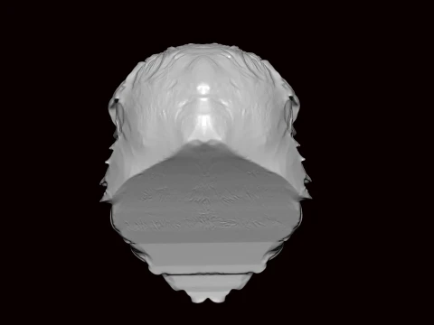 New foundland Dog Face Bust 3D Model