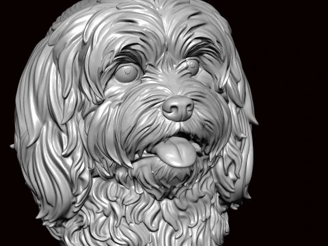 Lhasa apso face bust 3D Model