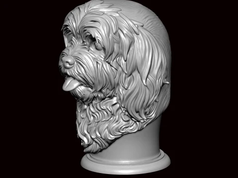 Lhasa apso face bust 3D Model