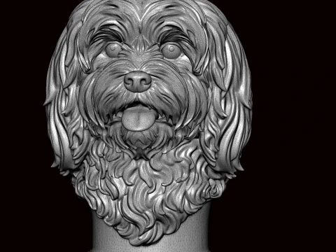 Lhasa apso face bust 3D Model