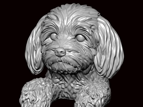 Havanese Peeking Pose 3D Model