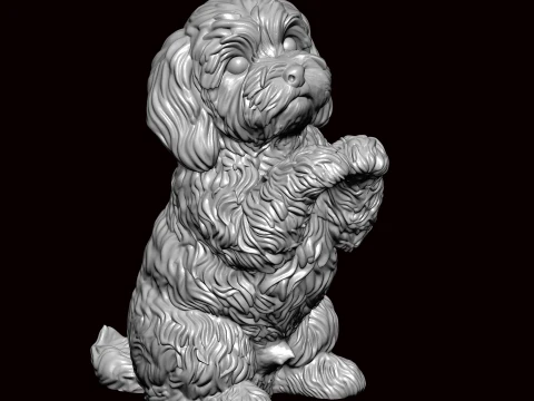 Havanese Begging Pose 3D Model