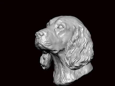 English Springer Face Bust 3D Model