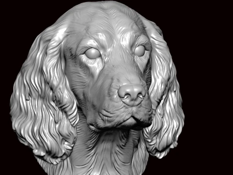 English Springer Face Bust 3D Model
