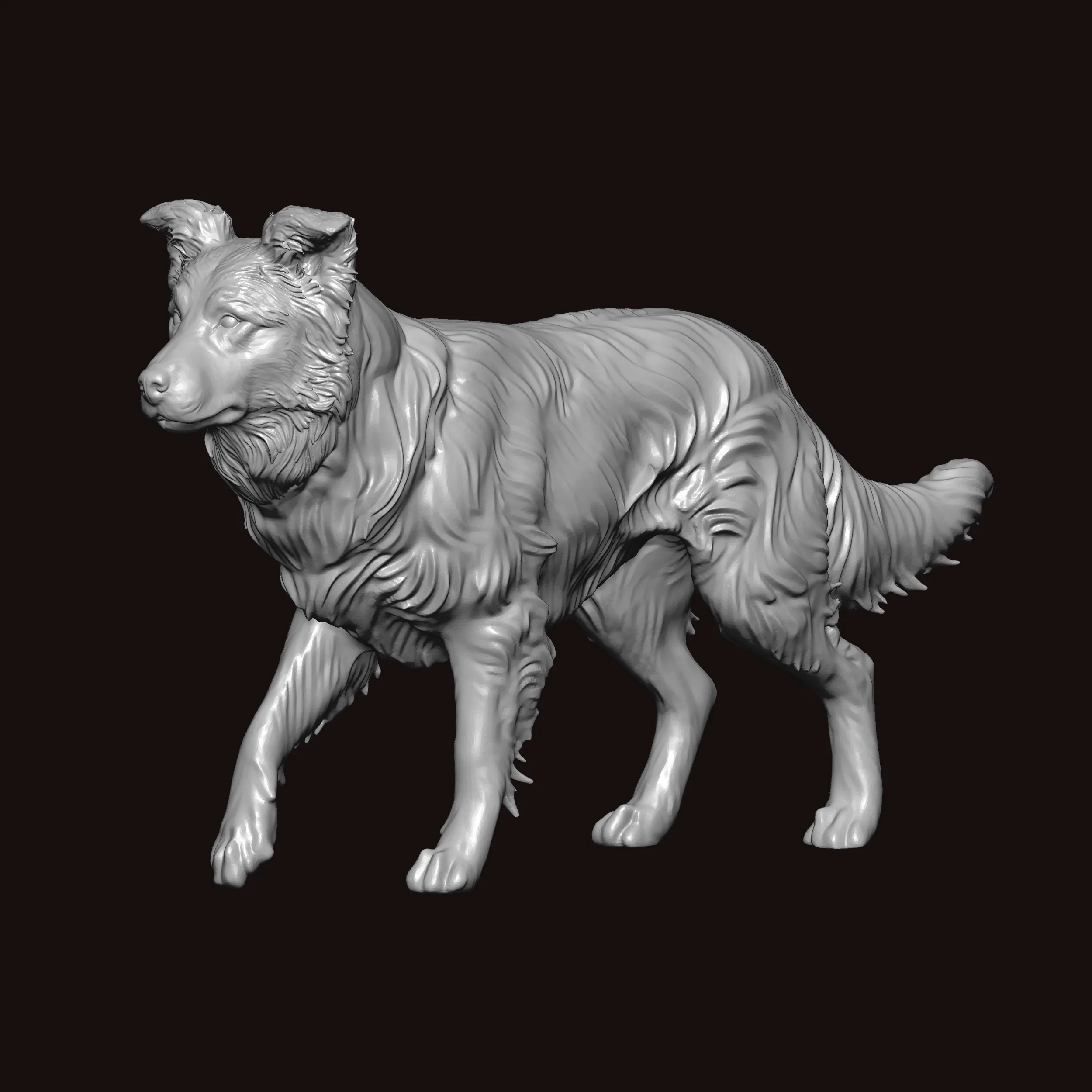 Border Collie Walking Pose 3D Model .c4d .max .obj .3ds .fbx .stl .blend 