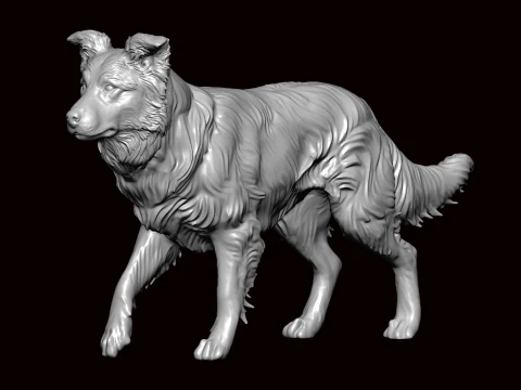보더 콜리 걷는 자세 3D 모델