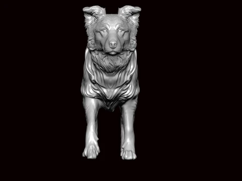 Border Collie Walking Pose 3D Model