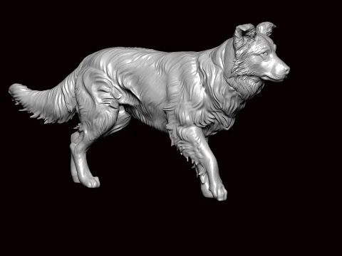 Border Collie Walking Pose 3D Model