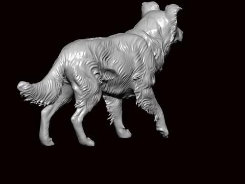 Border Collie Walking Pose 3D Model