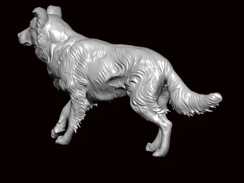 Border Collie Walking Pose 3D Model
