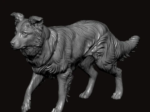 Border Collie Walking Pose 3D Model