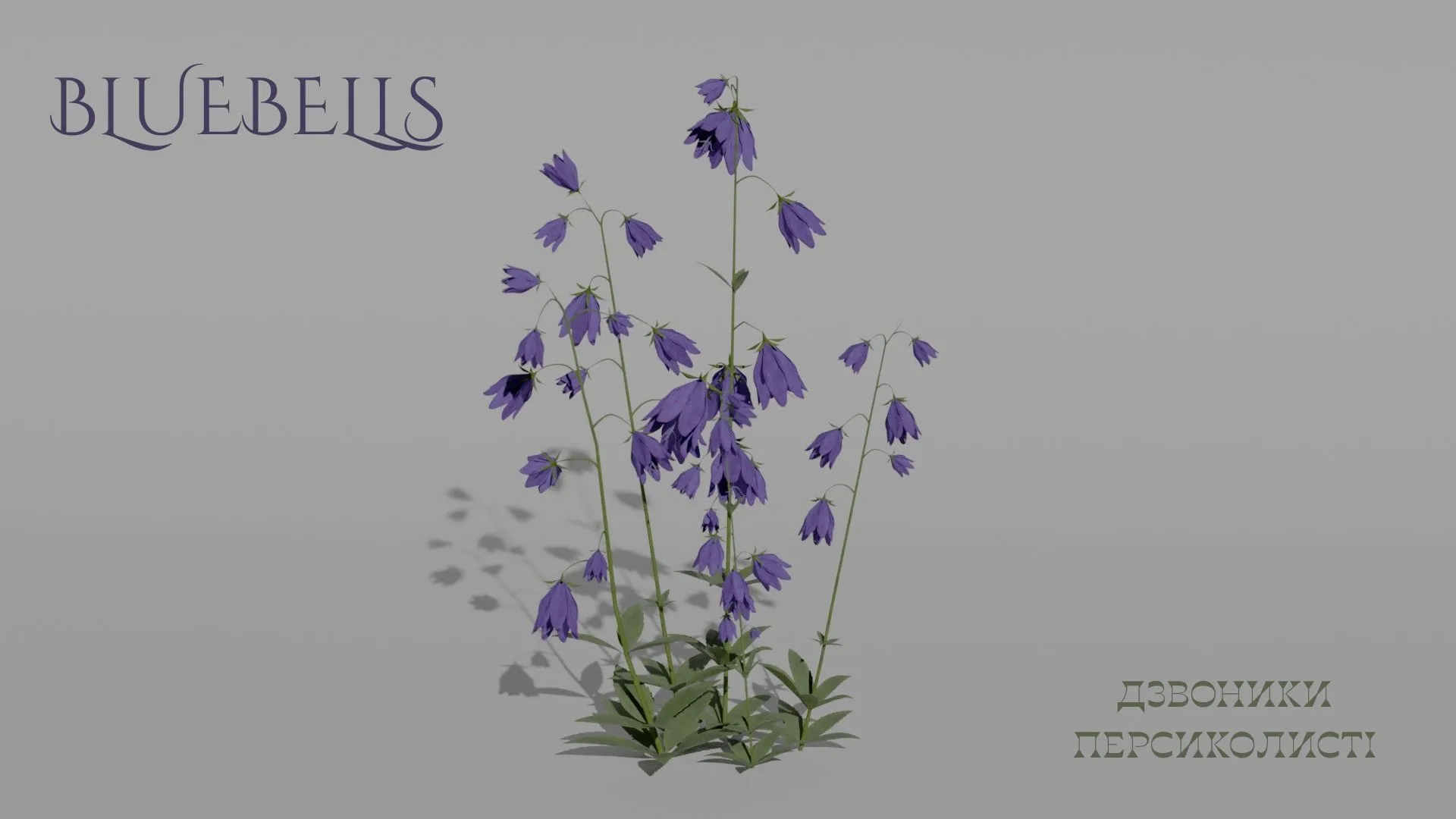 Detailed Bluebell Flower 3D Vegetation 3D Model .c4d .max .obj .3ds .fbx .stl .blend 