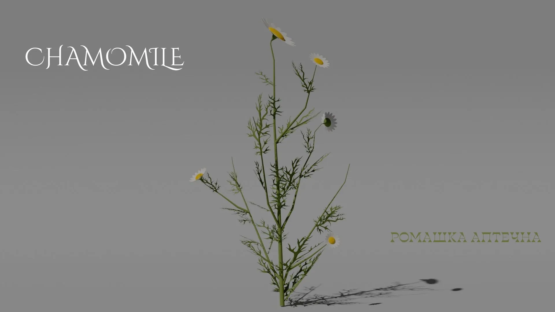 Detailed Chamomile Flower 3D Vegetation 3D Model .c4d .max .obj .3ds .fbx .stl .blend 
