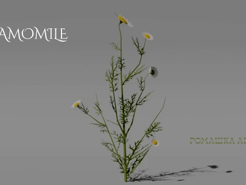 Detailed Chamomile Flower 3D Vegetation 3D Model