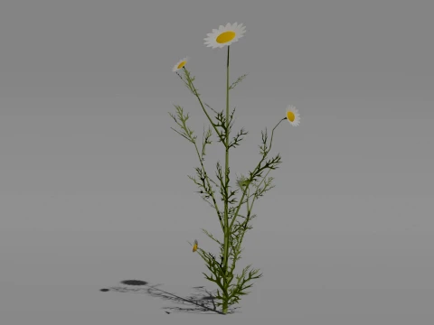 Detailed Chamomile Flower 3D Vegetation 3D Model