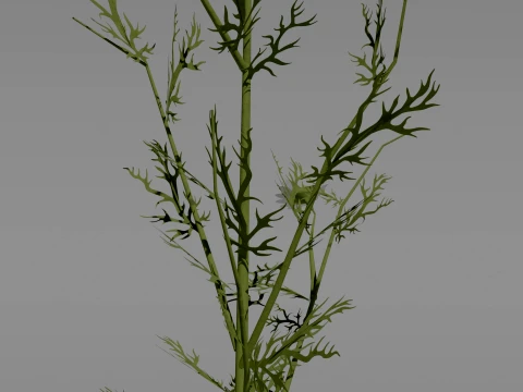 Detailed Chamomile Flower 3D Vegetation 3D Model