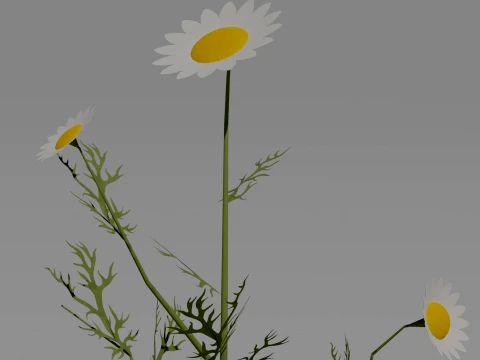 Detailed Chamomile Flower 3D Vegetation 3D Model
