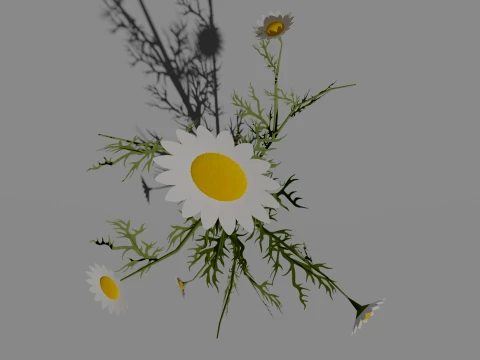 Detailed Chamomile Flower 3D Vegetation 3D Model