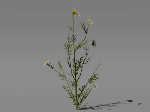 Detailed Chamomile Flower 3D Vegetation 3D Model