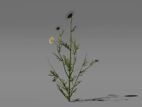 Detailed Chamomile Flower 3D Vegetation 3D Model