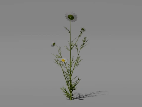 Detailed Chamomile Flower 3D Vegetation 3D Model
