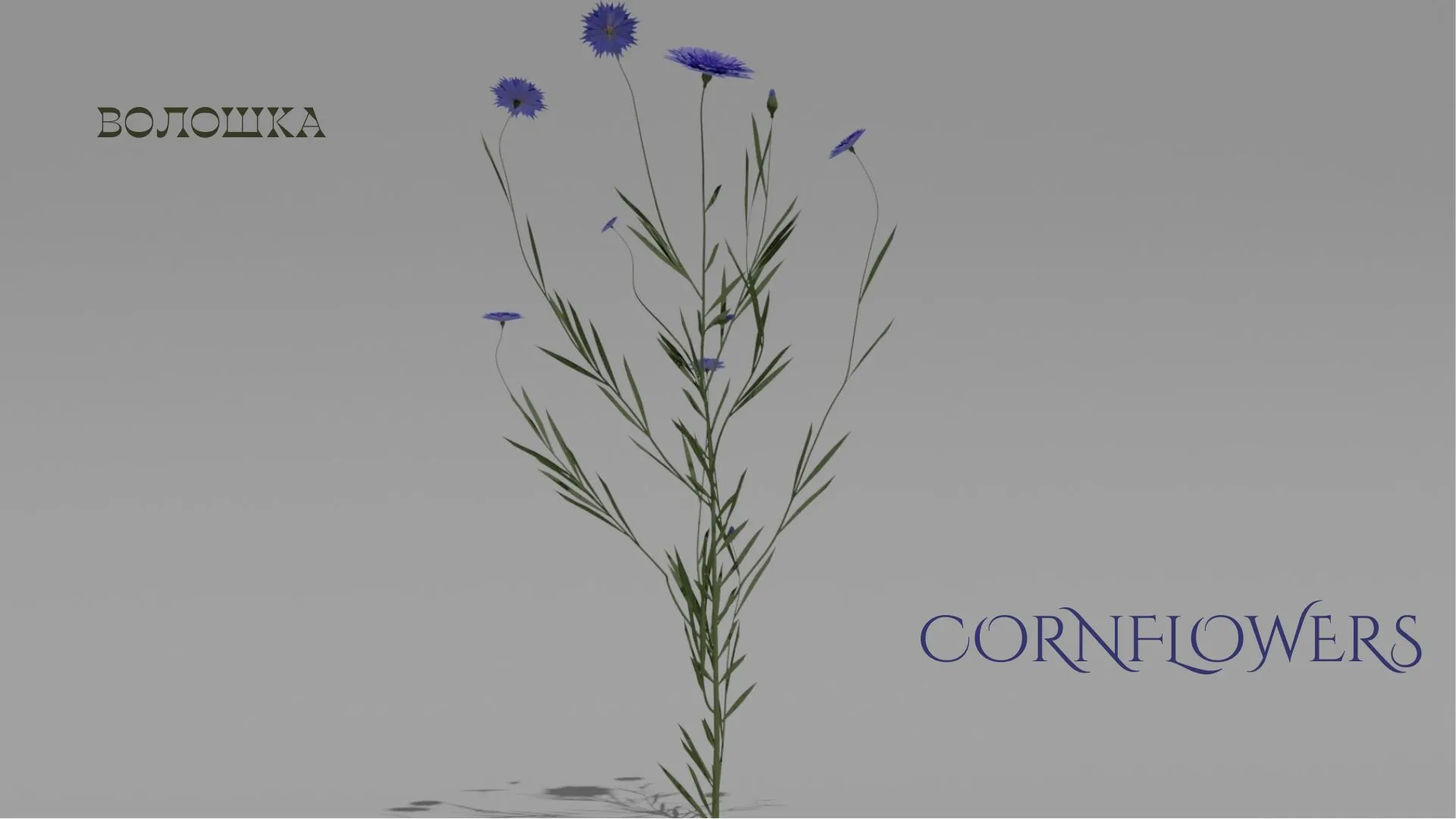 Detailed Cornflower Flower 3D Vegetation 3D Model .c4d .max .obj .3ds .fbx .stl .blend 