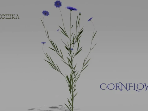 Detailed Cornflower Flower 3D Vegetation 3D Model