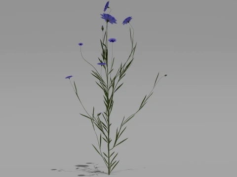 Detailed Cornflower Flower 3D Vegetation 3D Model