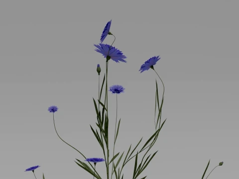 Detailed Cornflower Flower 3D Vegetation 3D Model