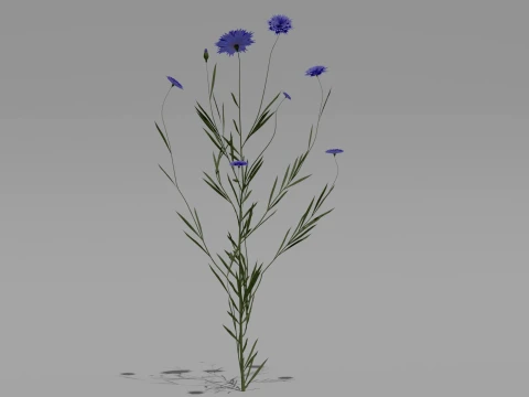 Detailed Cornflower Flower 3D Vegetation 3D Model