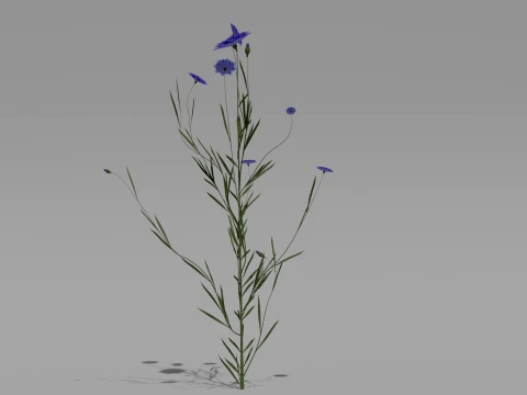 Detailed Cornflower Flower 3D Vegetation 3D Model