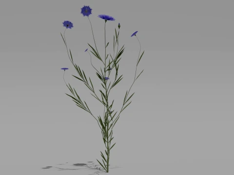 Detailed Cornflower Flower 3D Vegetation 3D Model