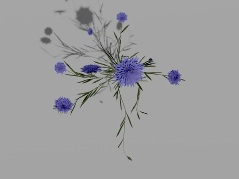 Detailed Cornflower Flower 3D Vegetation 3D Model