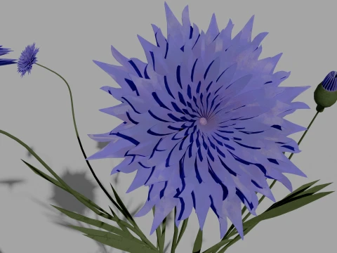 Detailed Cornflower Flower 3D Vegetation 3D Model