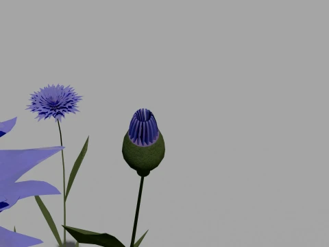Detailed Cornflower Flower 3D Vegetation 3D Model